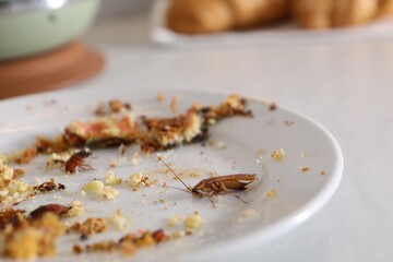 Cockroaches crawling on plate with food leftovers, closeup