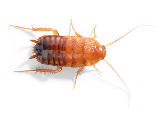One cockroach on white background, top view. Pest control