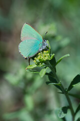Lycaenidae / Zümrüt / Green Hairstreak / Callophrys rubi