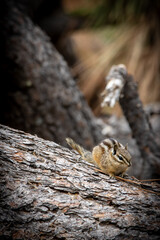 Chipmunk