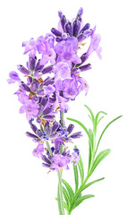 Naklejka premium Lavender flowers and green leaves isolated on a white background. Alternative medicine concept.
