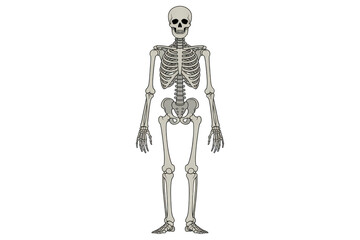 Full body human skeleton anatomy illustration isolated on transparent background