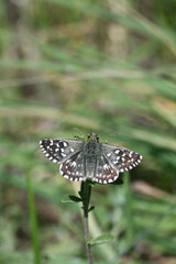 Hesperiidae / Ebegümeci Zıpzıpı / Grizzled Skipper / Pyrgus malvae