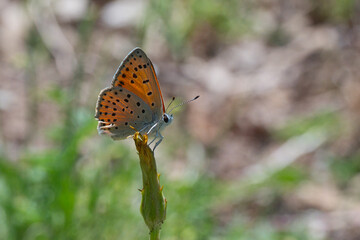 Lycaenidae / Küçük Ateş / Lesser Fiery Copper / Lycaena thersamon