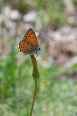 Lycaenidae / Küçük Ateş / Lesser Fiery Copper / Lycaena thersamon