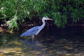 Reiher in der Dreisam in Freiburg