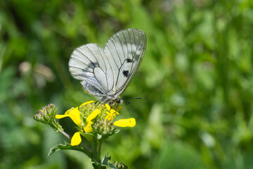 Dumanlı Apollo » Parnassius mnemosyne » Clouded Apollo