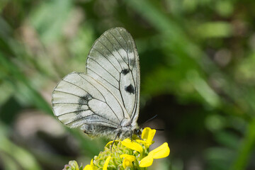 Dumanlı Apollo » Parnassius mnemosyne » Clouded Apollo