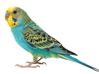 A colorful budgerigar bird isolated on transparent background