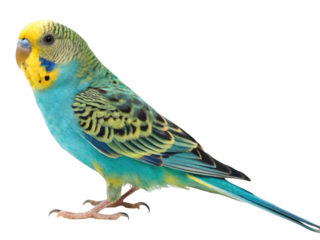 A colorful budgerigar bird isolated on transparent background