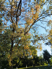 diseased tree with yellow and dry leaves. Parasites on trees