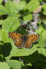  İparhan » Melitaea cinxia » Glanville Fritillary