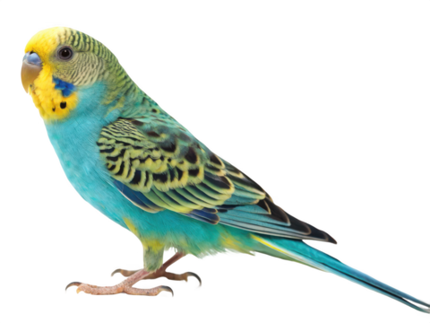 A colorful budgerigar bird isolated on transparent background