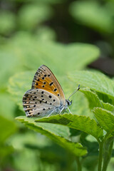 Lycaenidae / Küçük Ateş / Lesser Fiery Copper / Lycaena thersamon