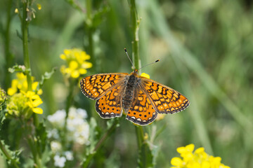 Nymphalidae / Nazuğum / Marsh Fritillary / Euphydryas aurinia