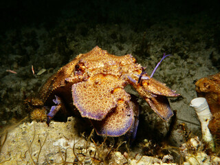 Slipper lobster at night 