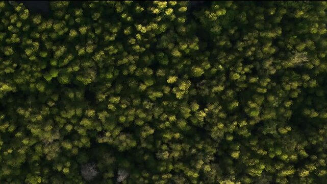 Aerial view of mangrove forest at Phang nga bay, Phang nga, Thailand, texture of green tree over the sea