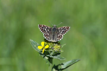 Hesperiidae / Ebegümeci Zıpzıpı / Grizzled Skipper / Pyrgus malvae