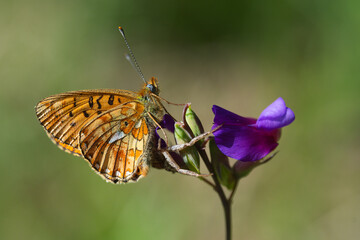 Nymphalidae / Beyaz İnci / Pearl-bordered Fritillar / Boloria euphrosyne