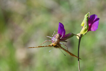 butterfly on flower