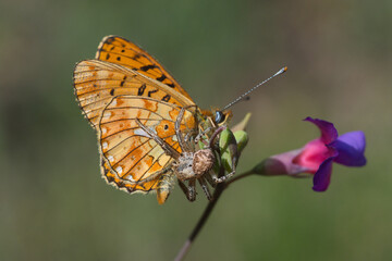 Nymphalidae / Beyaz İnci / Pearl-bordered Fritillar / Boloria euphrosyne