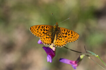 Nymphalidae / Beyaz İnci / Pearl-bordered Fritillar / Boloria euphrosyne