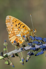 Nymphalidae / Beyaz İnci / Pearl-bordered Fritillar / Boloria euphrosyne