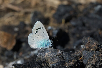 Lycaenidae / Karagözmavisi / Green-Underside Blue / Glaucopsyche alexis