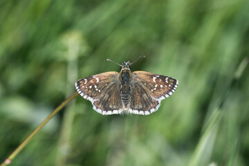 Hesperiidae / Sarı Bantlı Zıpzıp / Yellow-banded Skipper / Pyrgus sidae