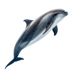 Obraz premium Dolphin swimming upwards isolated on transparent background
