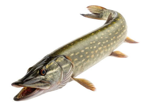 Isolated northern pike isolated on transparent background