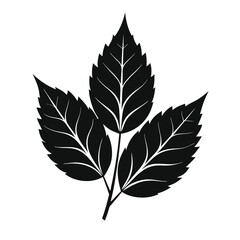 Obraz premium Ash leaf silhouette vector illustration. leaves isolated on white. black leaves on white background . Collection of black leaf logo, icon vector design.