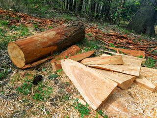 Chopped tree in the forest.