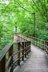Modern wooden eco trail among the trees in public park