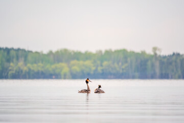 Mating games of two water birds Great Crested Grebes. Two waterfowl birds Great Crested Grebes swim in the lake with heart shaped silhouette