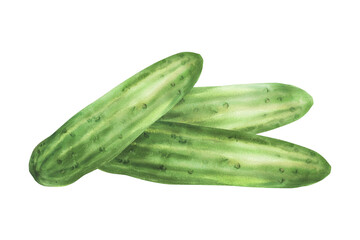 Cucumbers pile. Watercolor vegetable harvest arrangement. Vegan food illustration hand drawn. Botanical green long smooth three cucumbers. Clipart for vegetarian food label Isolated from background