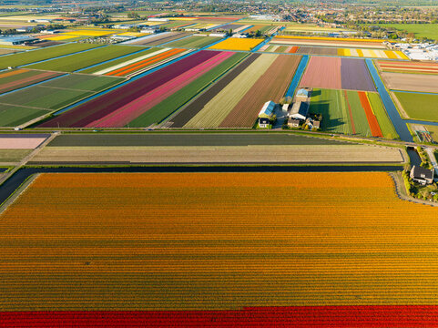 Landscape view of Tulip Fields in Holland The Netherlands