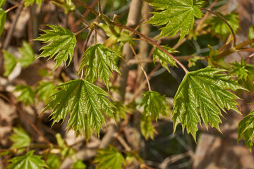 From the leaf buds of the holly maple (Lat. Acer platanoides) the leaves unfolded. Holly maple, or sycamore maple is a woody plant a species of the genus Maple (Acer) of the Sapindaceae family.
