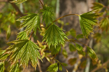 From the leaf buds of the holly maple (Lat. Acer platanoides) the leaves unfolded. Holly maple, or sycamore maple is a woody plant a species of the genus Maple (Acer) of the Sapindaceae family.