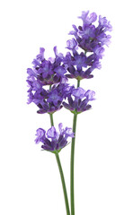 Fototapeta premium Lavender flower in spring, isolated on white, clipping path, (Lavandula)