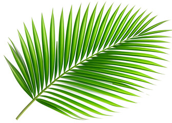 Obraz premium palm plam leaf isolated on white background