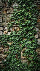 Lush ivy climbing a weathered stone wall blending green foliage with rough rock surface Rustic and natural background