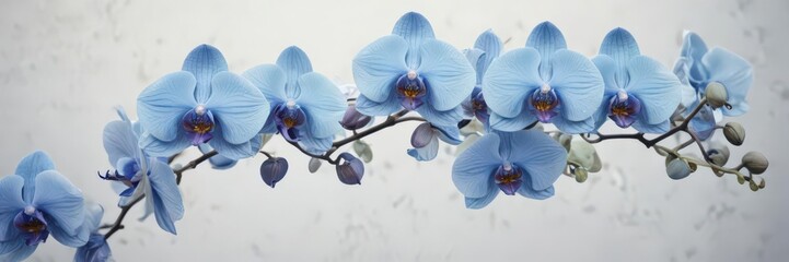 Delicate blue watercolor wash background featuring vibrant Phalaenopsis orchids, showcasing Philippine flora ,  macro,  detail,  artwork