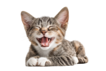 PNG Adorable tabby kitten yawning with eyes closed in relaxed pose