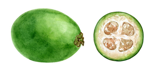 Feijoa, watercolor set on a white background. Hand drawn illustration tropical exotic fruit for design,decor, textiles, book