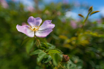 Purple dog rose, or wild rose, in the field