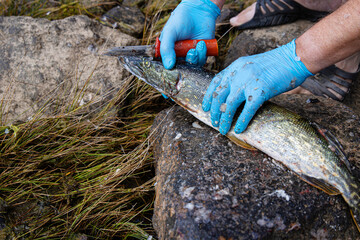 Closeup of a freshly caught pike being cleaned with a red handled knife on a rock surface. A person...