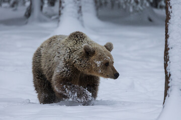 bear in the snow
