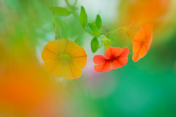 Orange petunias in the garden. Shallow depth of field