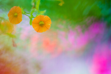 Orange petunias in the garden. Shallow depth of field